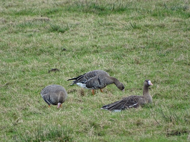 看似是一支 看似是一支