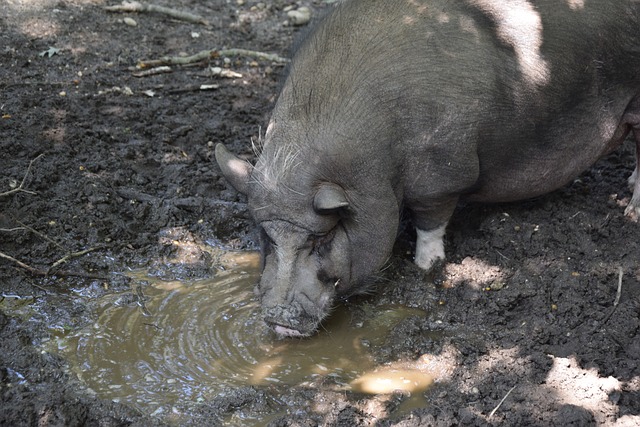 廷和法国 廷和法国